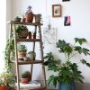ftc-plantas-motivos-ter-casa-decoracao-10